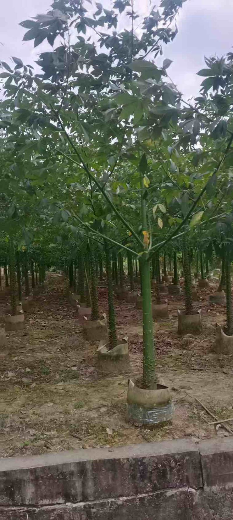 美丽木棉2-8分，各种规格，大量低价出售