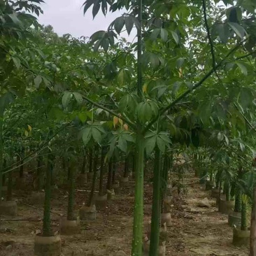 美丽木棉2-8分，各种规格，大量低价出售