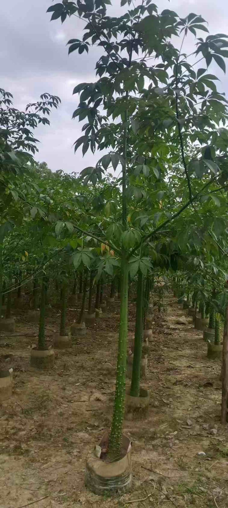 美丽木棉2-8分，各种规格，大量低价出售