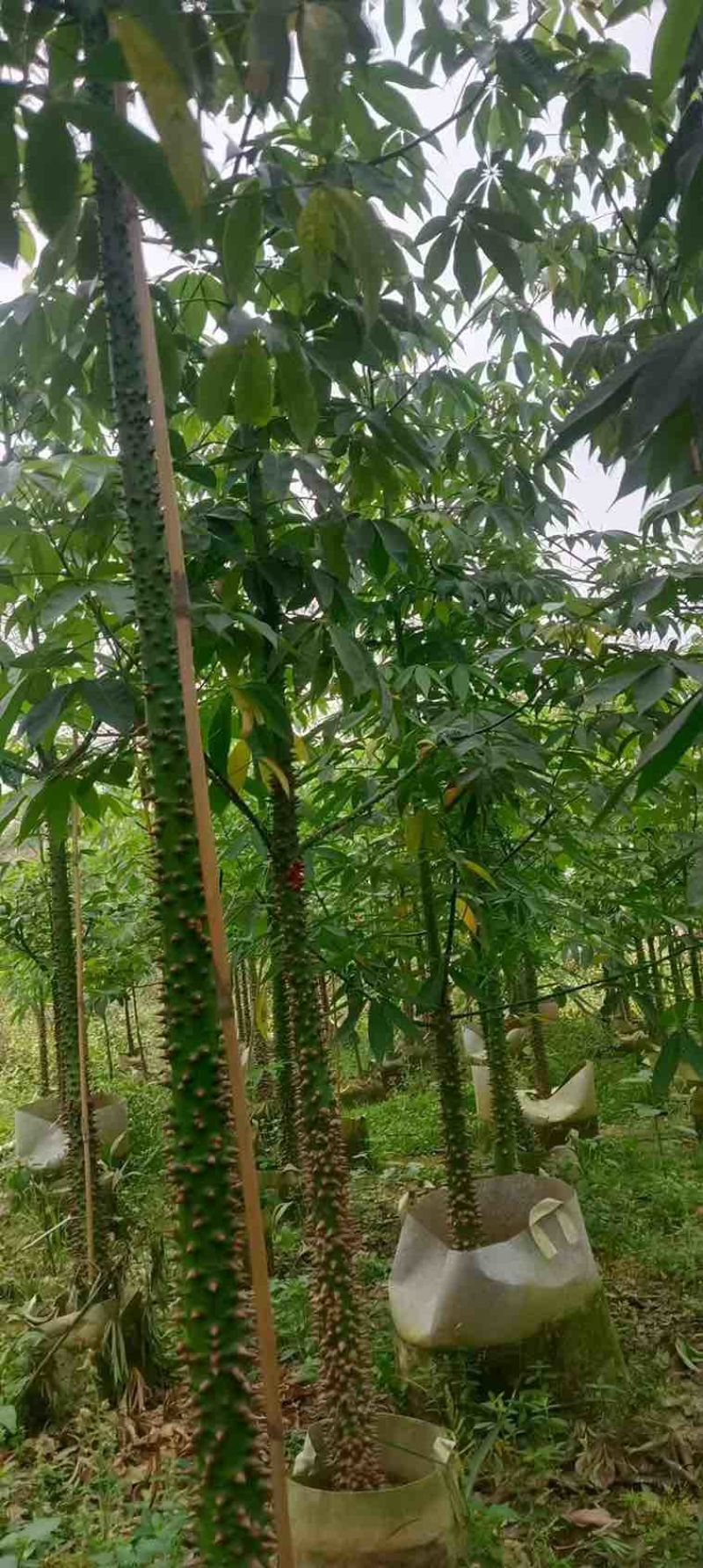 美丽木棉2-8分，各种规格，大量低价出售