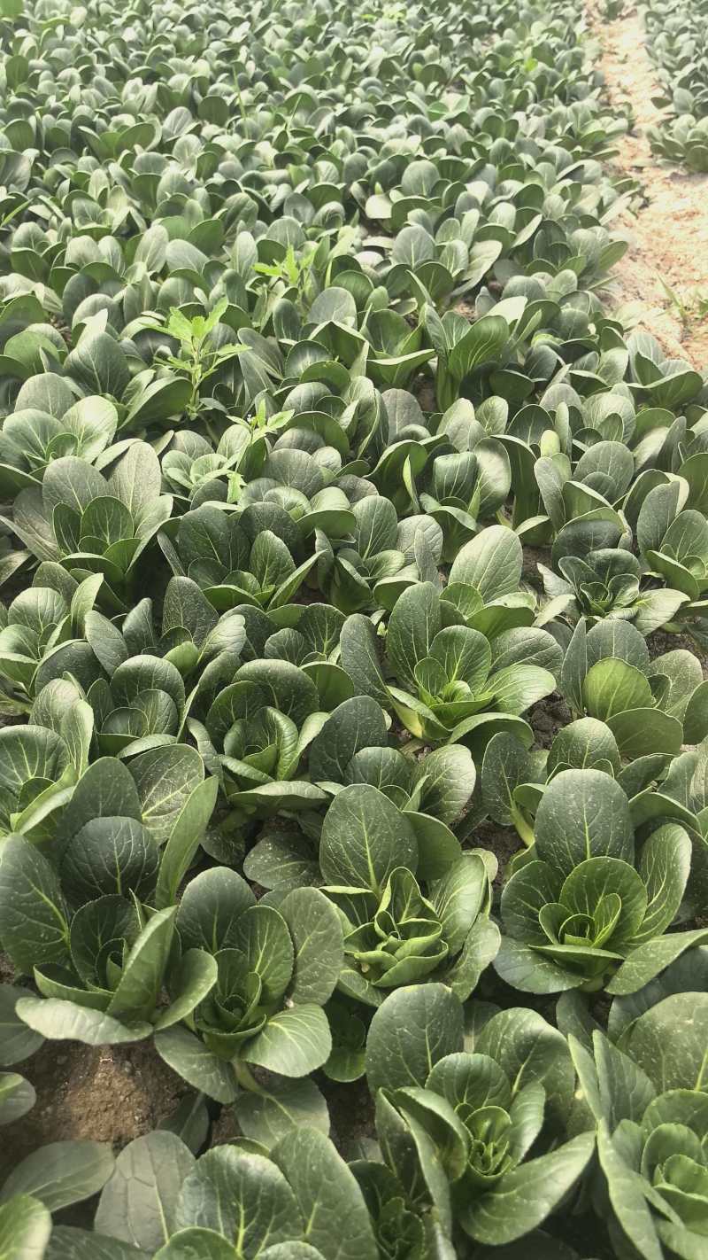 精品矮脚菜产地直销