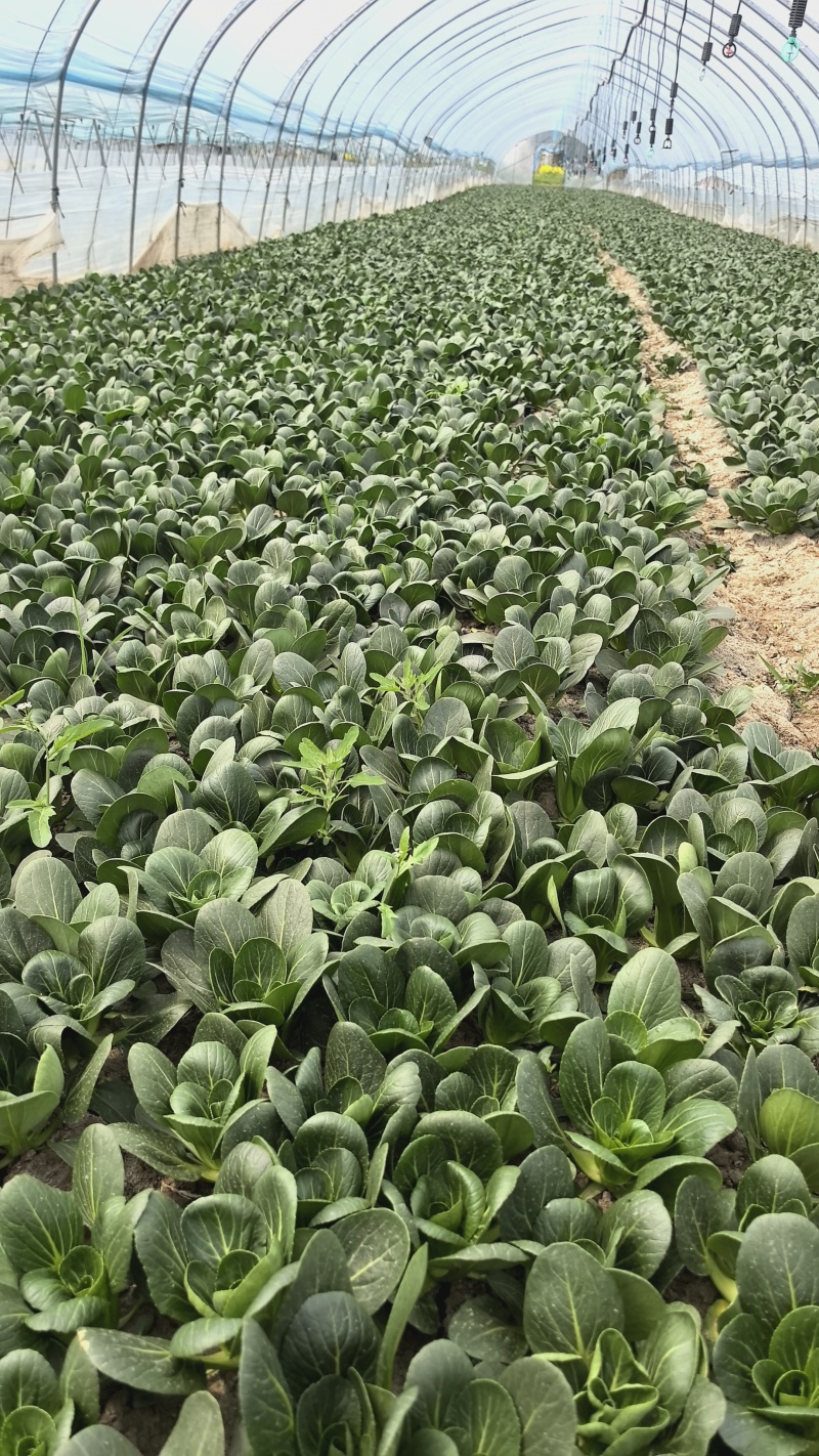 精品矮脚菜产地直销