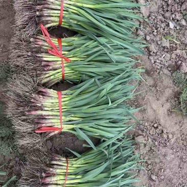 10亩蒜苗红根大量现货