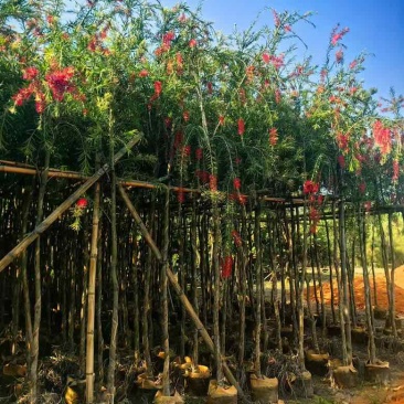 串钱柳1-12分，各种规格，大量低价出售