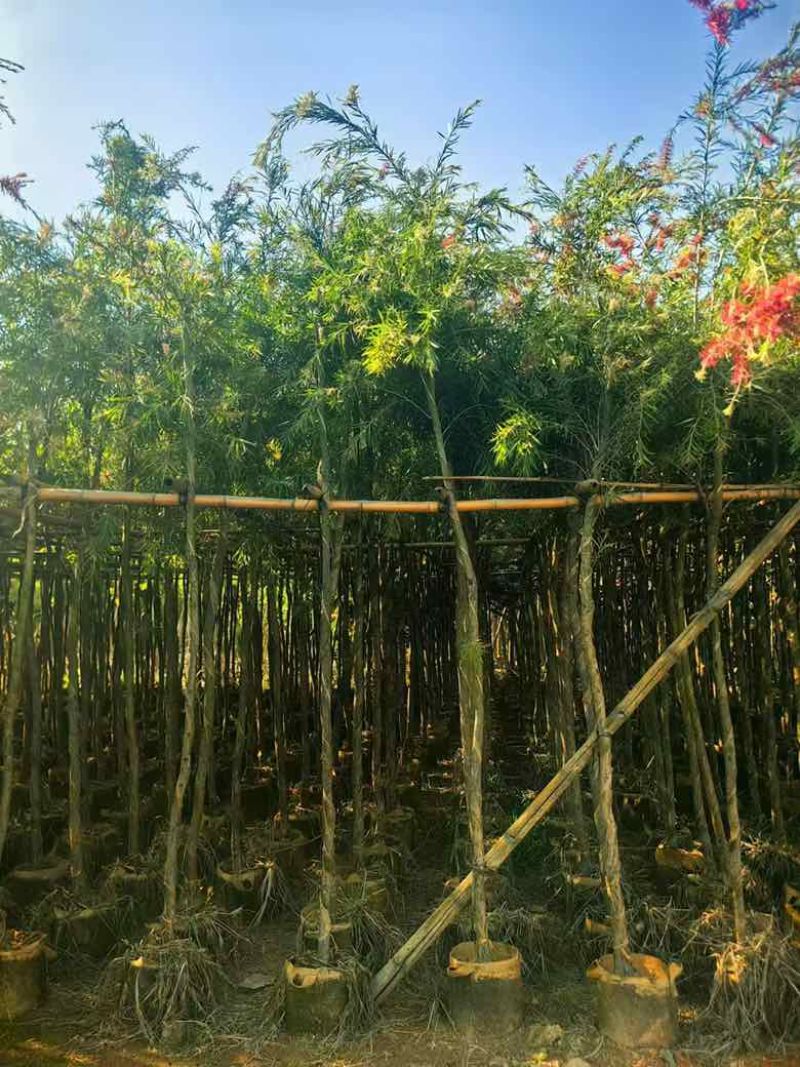 串钱柳1-12分，各种规格，大量低价出售