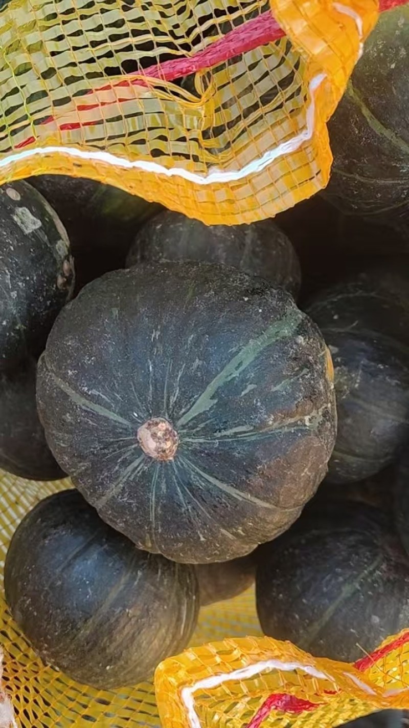 广州增城区三江贝贝南瓜