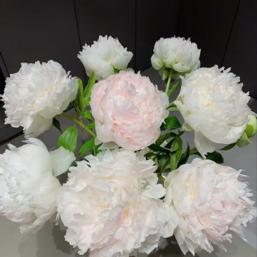 菏泽牡丹
