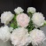 菏泽牡丹