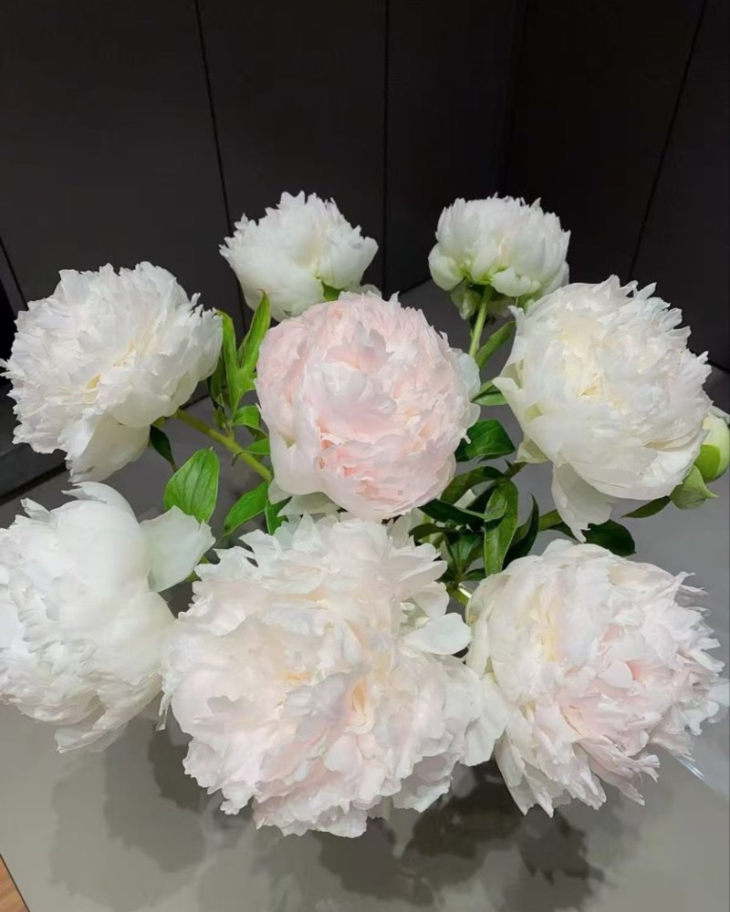 菏泽牡丹