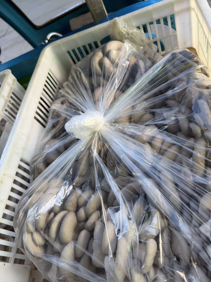 新鲜平菇