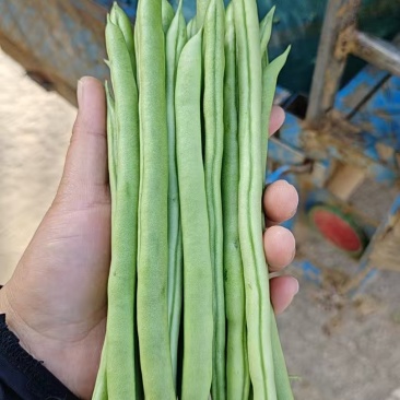 小金豆角