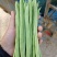小金豆角