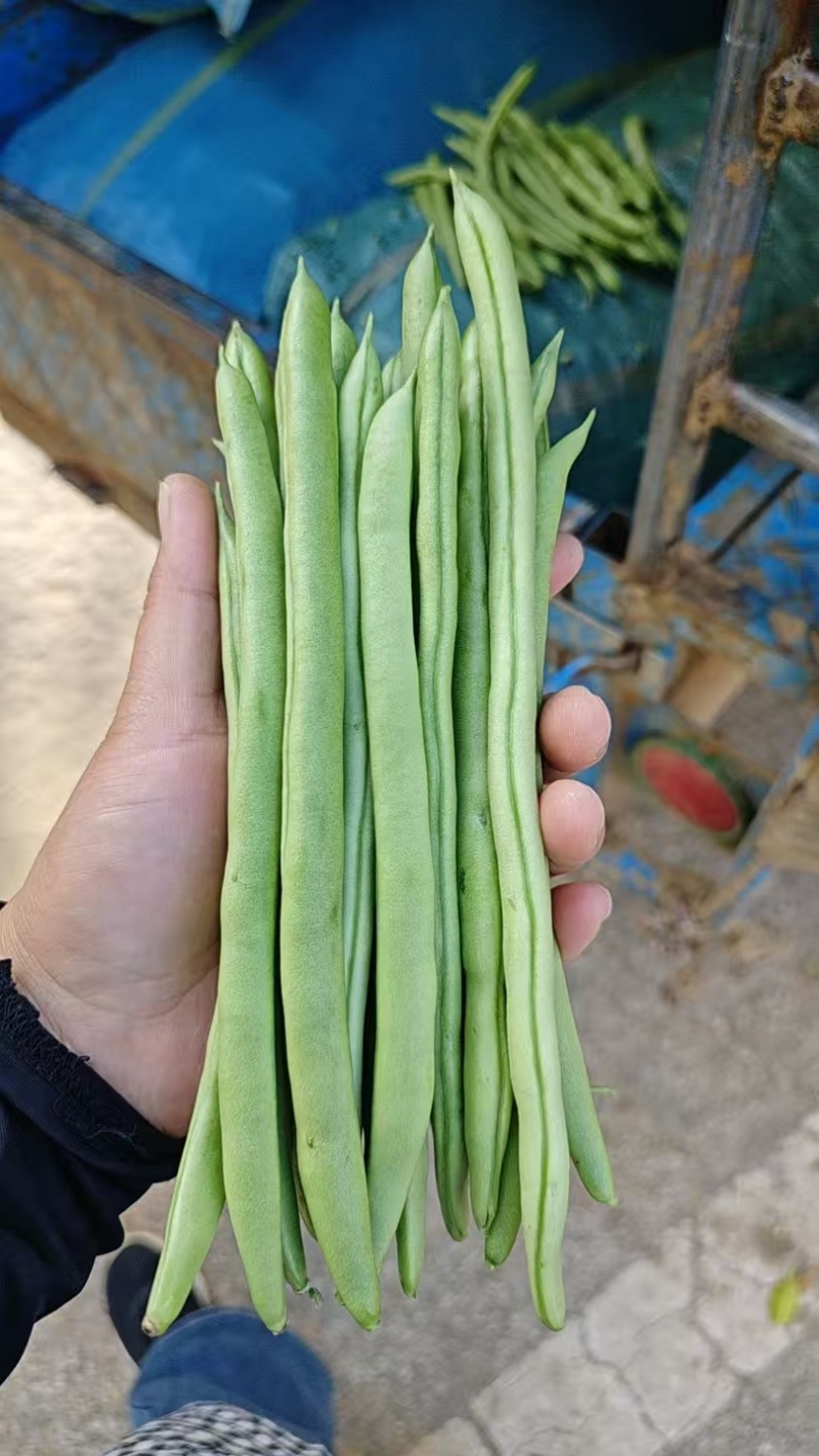 小金豆角