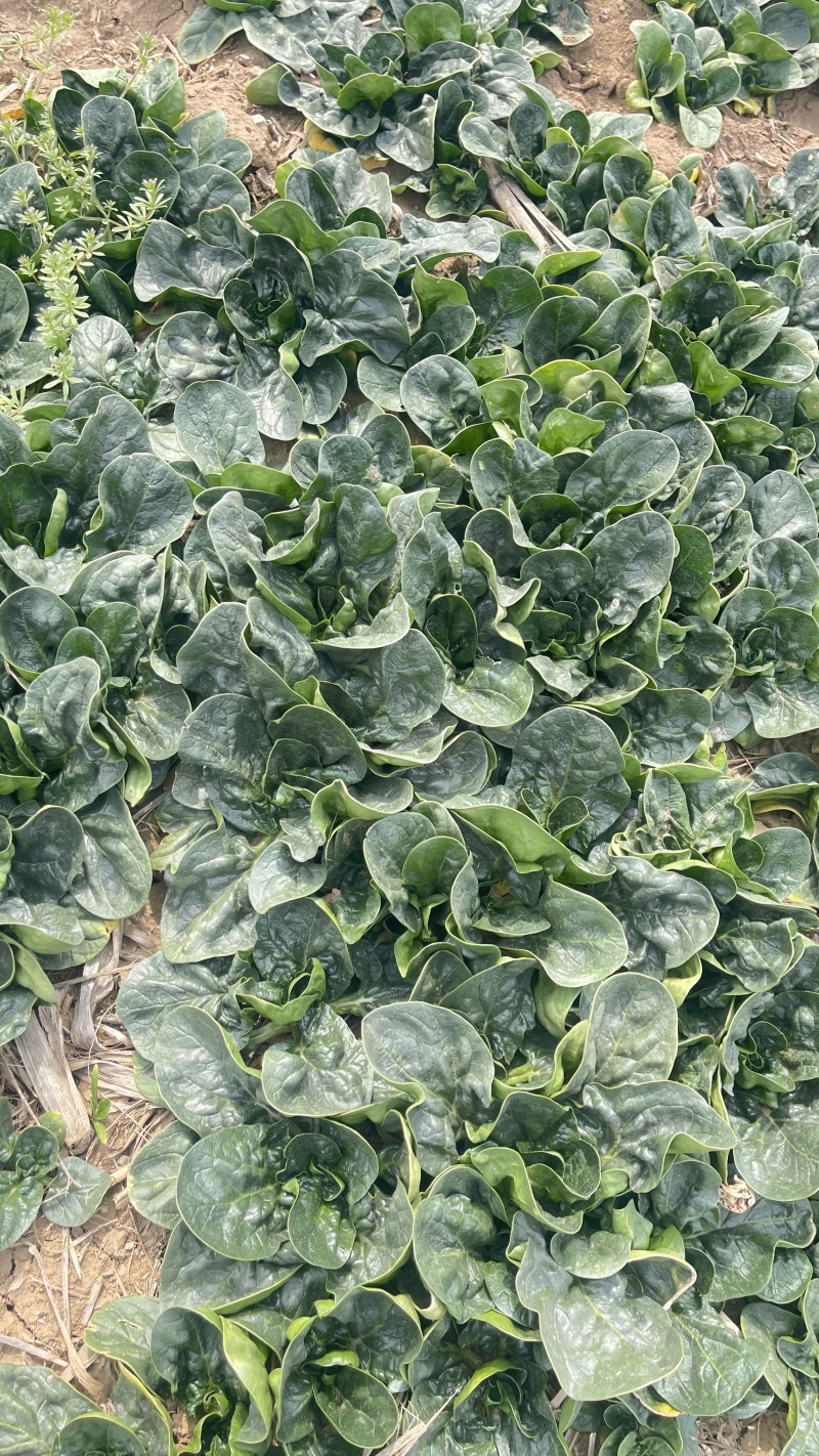 趴地菠菜