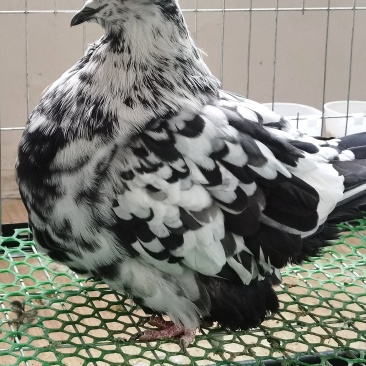 大连梦坛观赏鸽