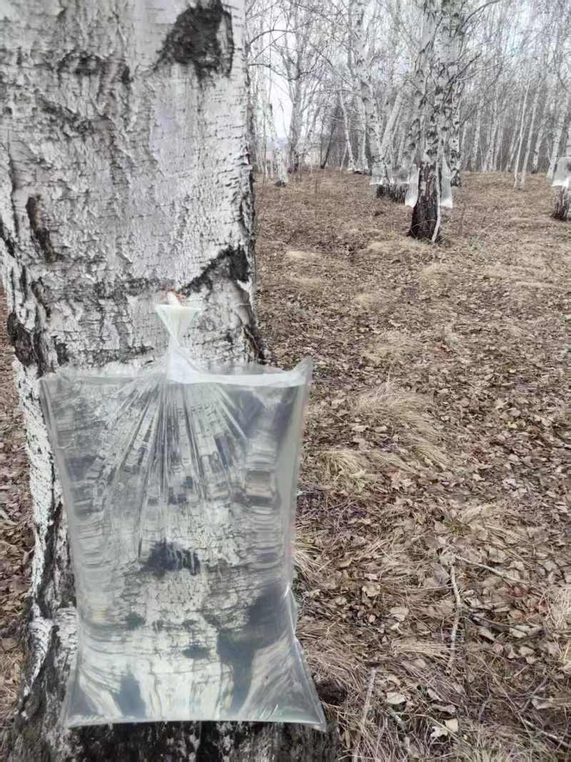 源头采摘桦树汁一手货源