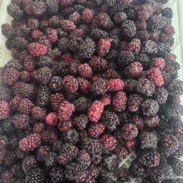 黑莓冻果现货60吨
