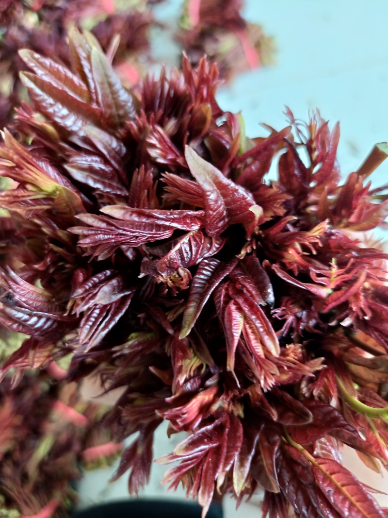 香椿芽