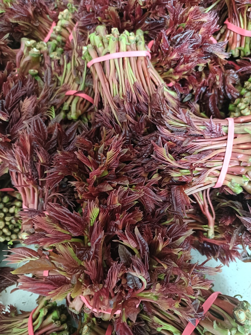 香椿芽