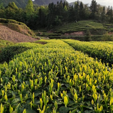高山云雾茶叶