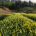 高山云雾茶叶