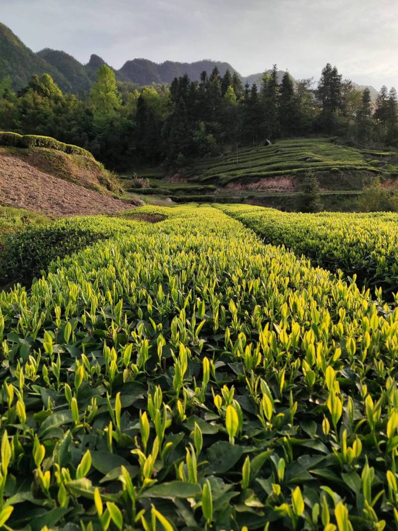 高山云雾茶叶