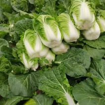 大白菜