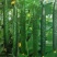 密茨黄瓜30斤/箱