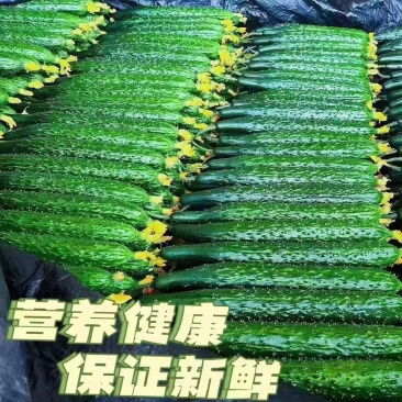 密茨黄瓜30斤/箱