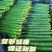 密茨黄瓜30斤/箱
