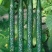 密茨黄瓜30斤/箱