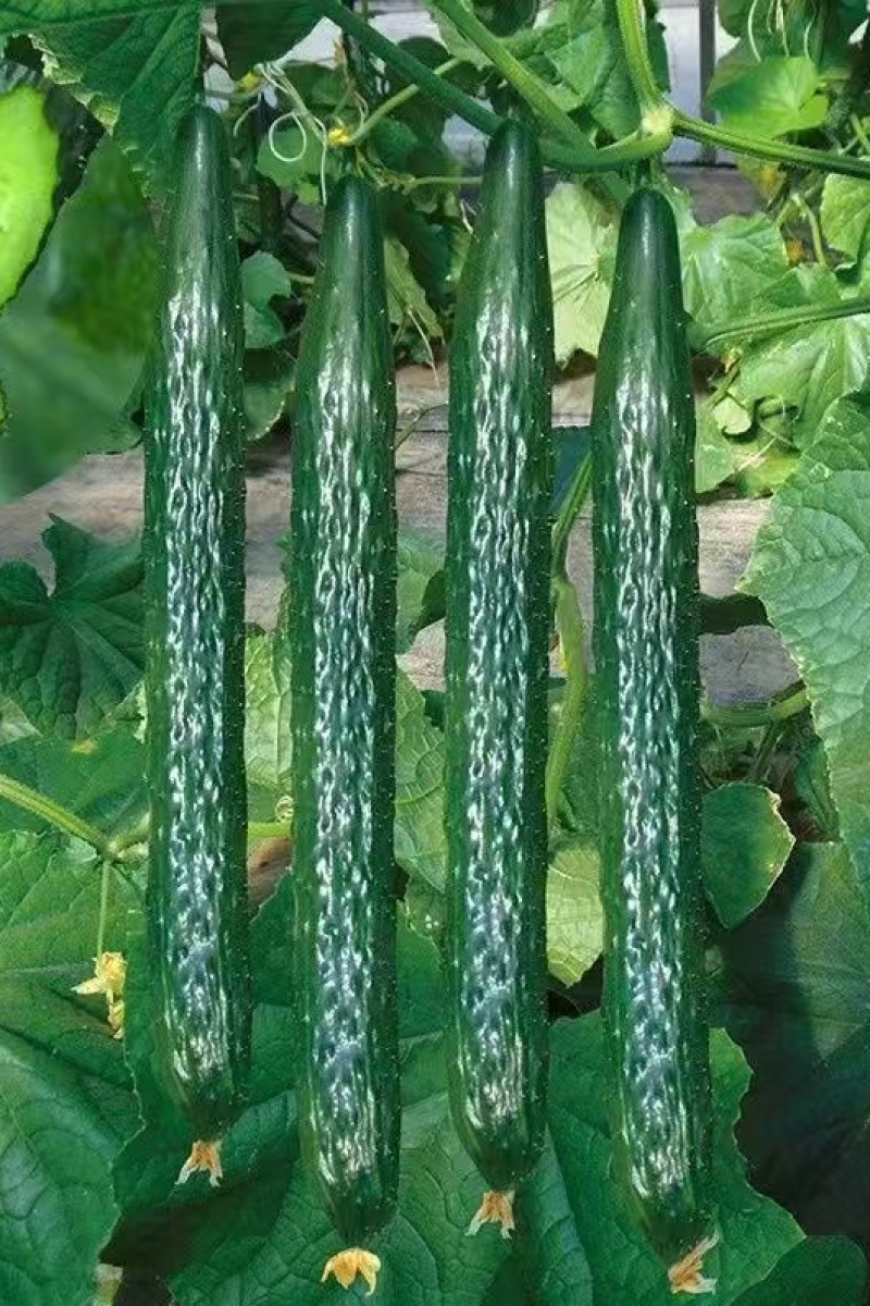 密茨黄瓜30斤/箱