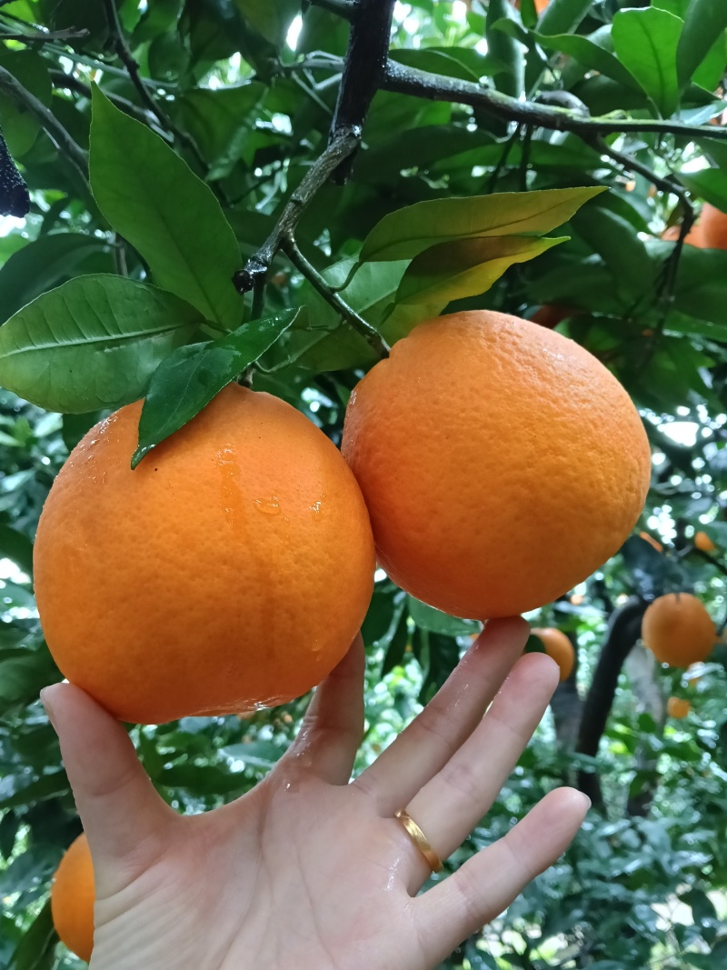 湖北省宜昌市秭归脐橙大量上市，口感纯甜，果皮细粒，水份充足，