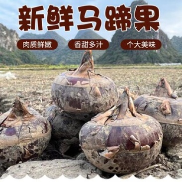 广西荔浦马蹄