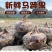 广西荔浦马蹄