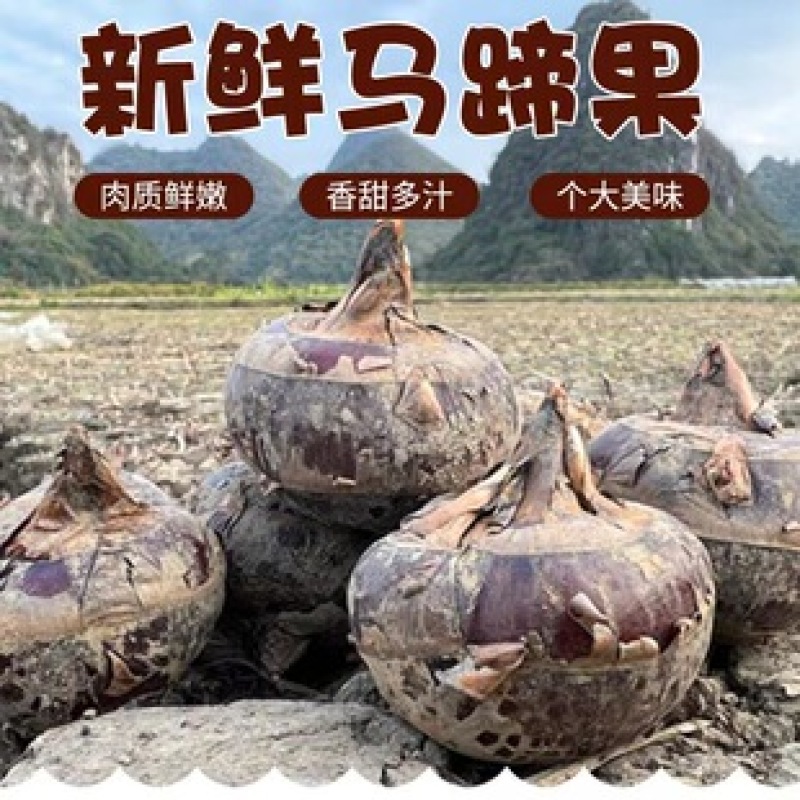 广西荔浦马蹄