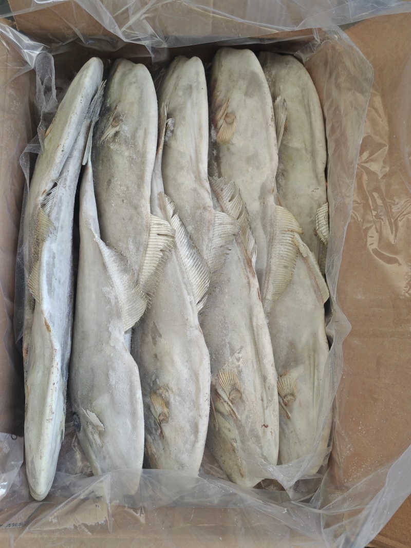 原条马面鱼