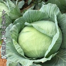 京丰一号