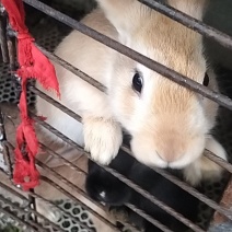 兔子