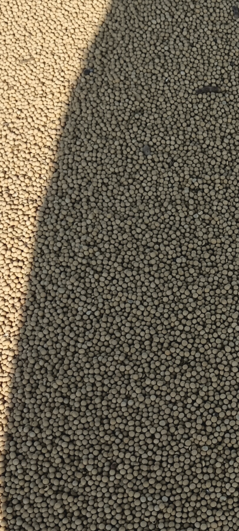 大豆