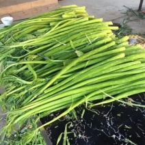 云南贡菜