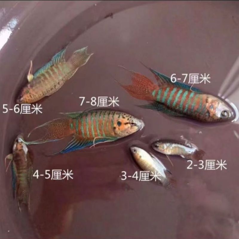 普叉斗鱼