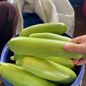 聊城西葫芦食堂通货电商精品