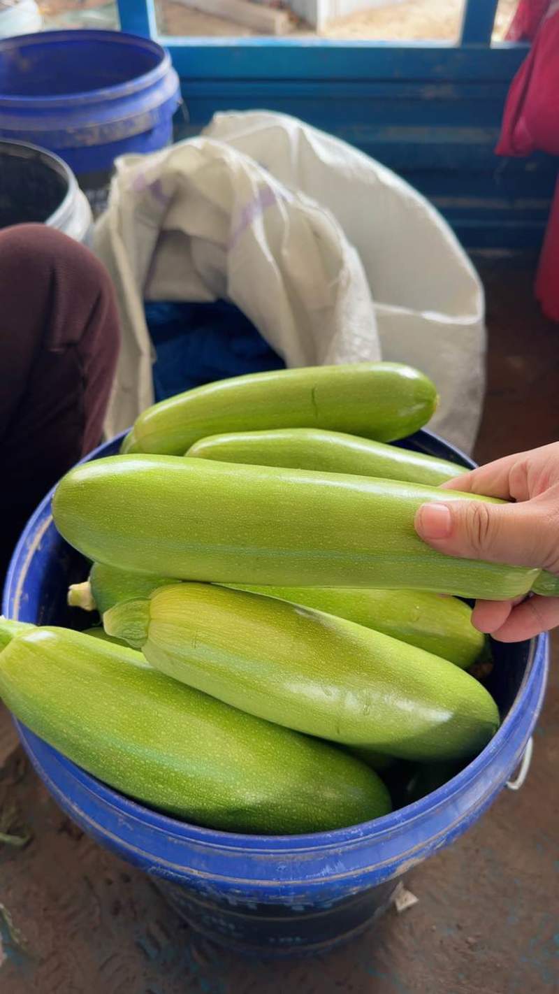 聊城西葫芦食堂通货电商精品
