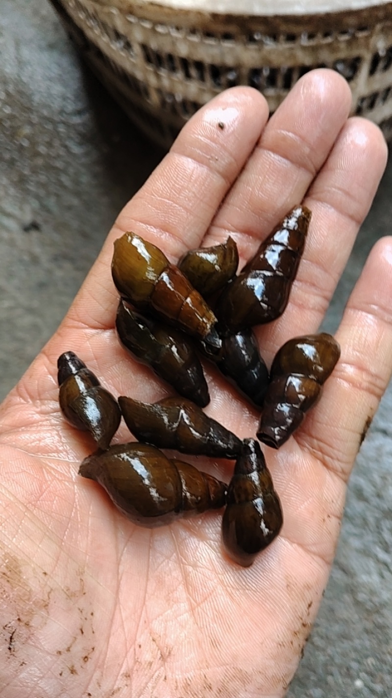 美味山坑螺，货源充足，长期合作