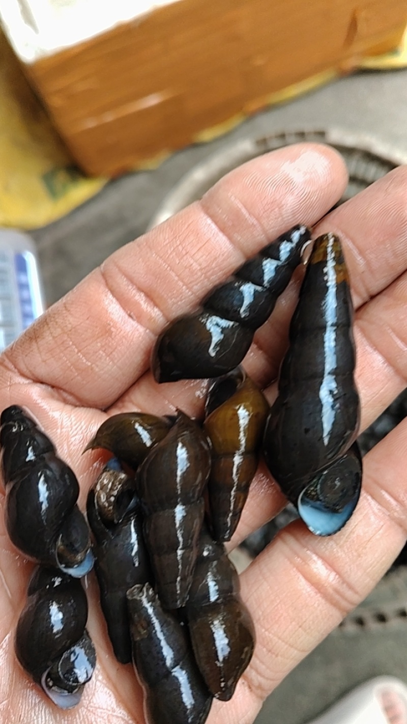 美味山坑螺，货源充足，长期合作