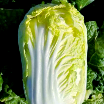 新鲜现砍高原娃娃菜
