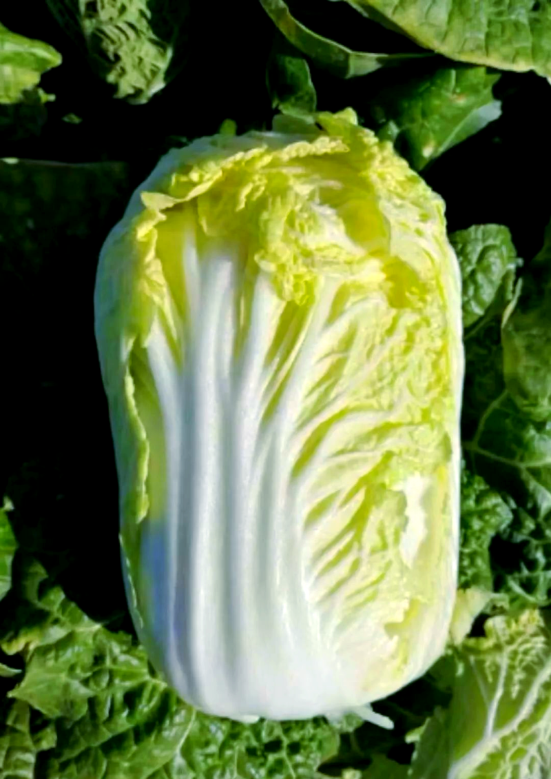 新鲜现砍高原娃娃菜