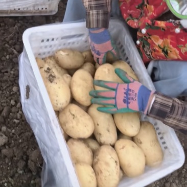 大棚土豆下来了有需要的老板滴滴常年代办土豆沃土中加v7