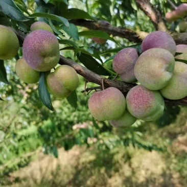 宜宾茵红李